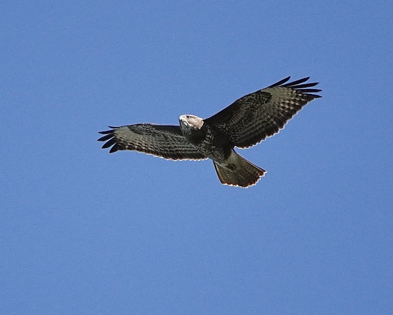 buzzard